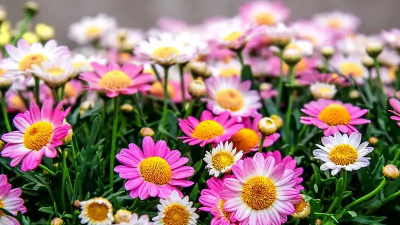Field of blooming potted mums, showcasing pink and white daisy-like flowers against a soft-focused floral backdrop.