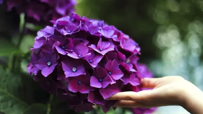 Hand supporting vibrant purple hydrangeas, illustrating deadheading care.