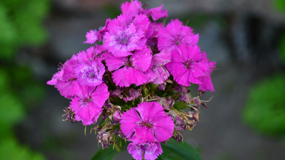Vivid pink dianthus flowers in bloom, some needing deadheading, to encourage more blooms.