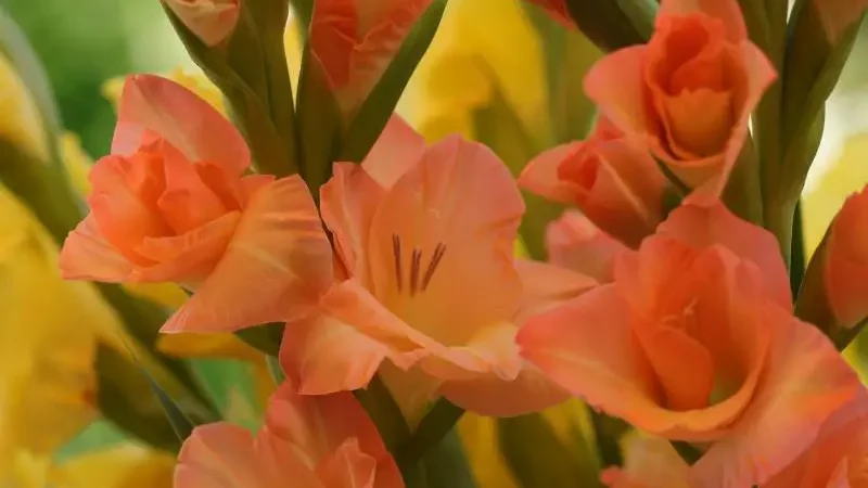 Close-up of peach-colored gladiolus flowers with soft yellow accents and prominent stamens against a blurred background.