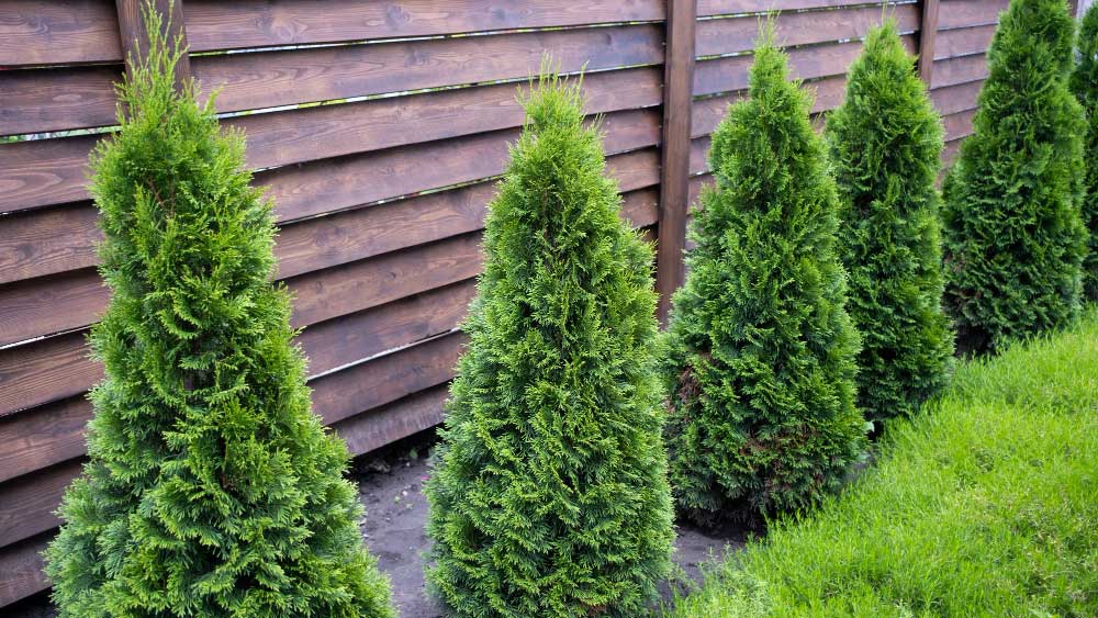 Where To Plant Your Leyland Cypress - Gardeners Yards