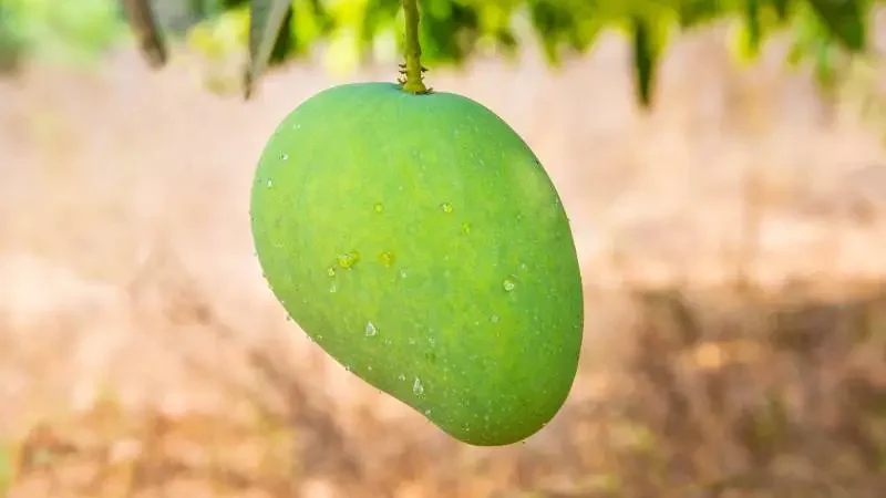 Where are mangoes grown around the world - Gardeners Yards