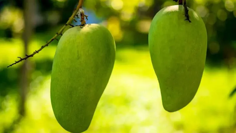 Two ripe mangoes hanging gracefully from a branch, highlighted by the sun against a blurred green background.