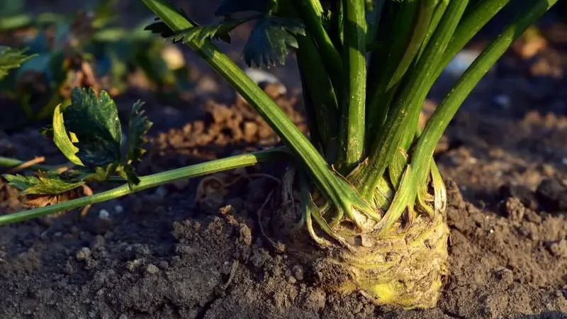 Where does Celery Grow - Gardeners Yards