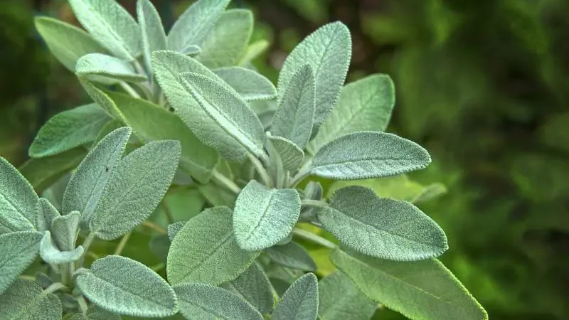 Close-up of soft, velvety sage leaves, showcasing their vibrant green hue and textured surface.
