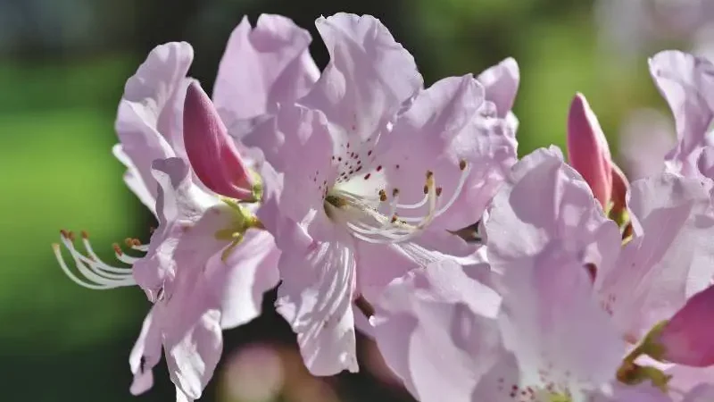 Delicate pink rhododendron blooms with prominent stamens.