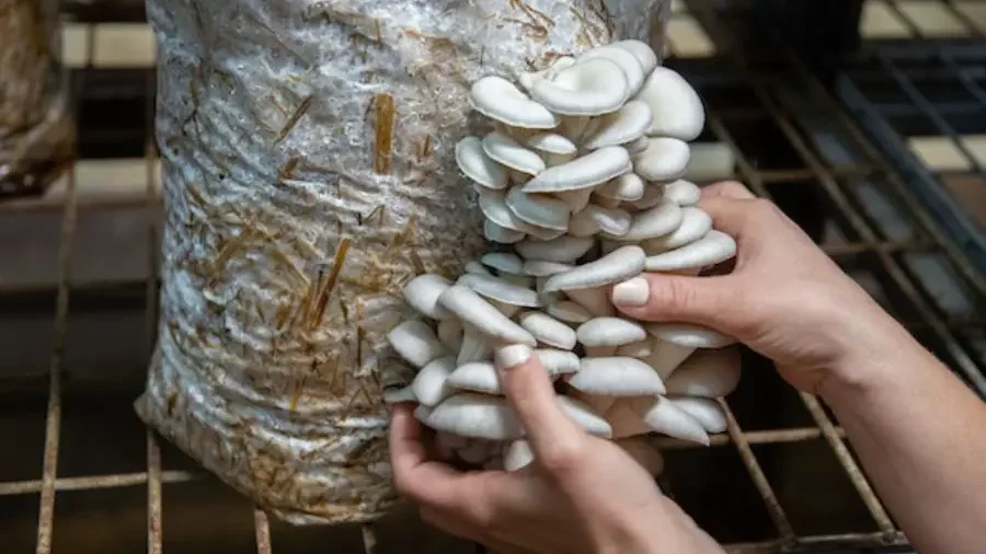 Hands inspecting white mushrooms with mold on a cultivation bag.