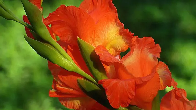 Vibrant red gladiolus blooms with yellow centers and green buds on a lush background.