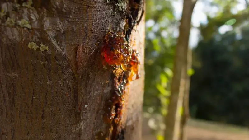 Amber tree sap oozing down the bark, exemplifying the process of why trees produce sap for healing and defense.





