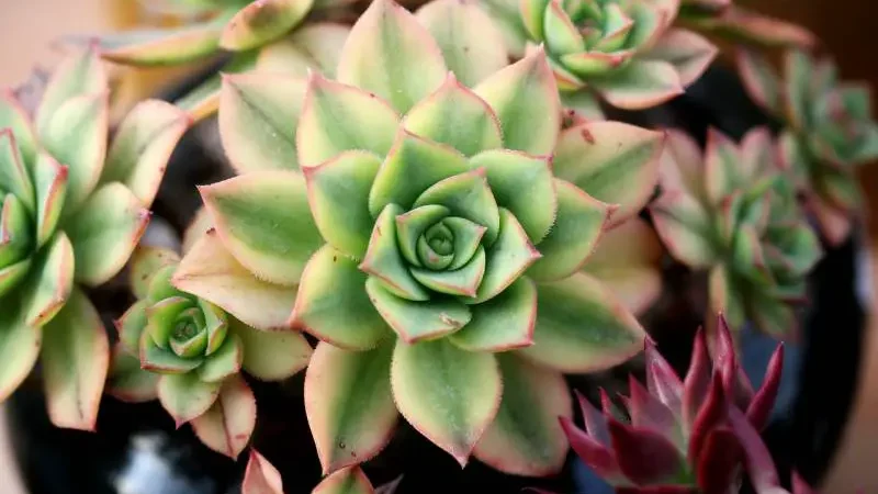 Vivid green succulents edged with pink, compactly growing in a pot.