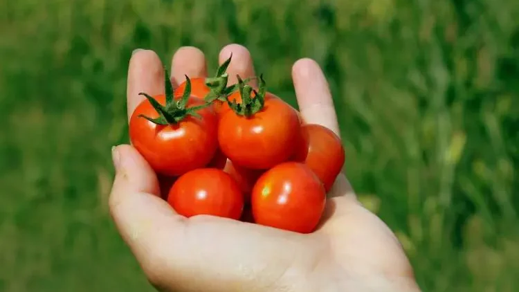 Why are my tomatoes very small - Gardeners Yards