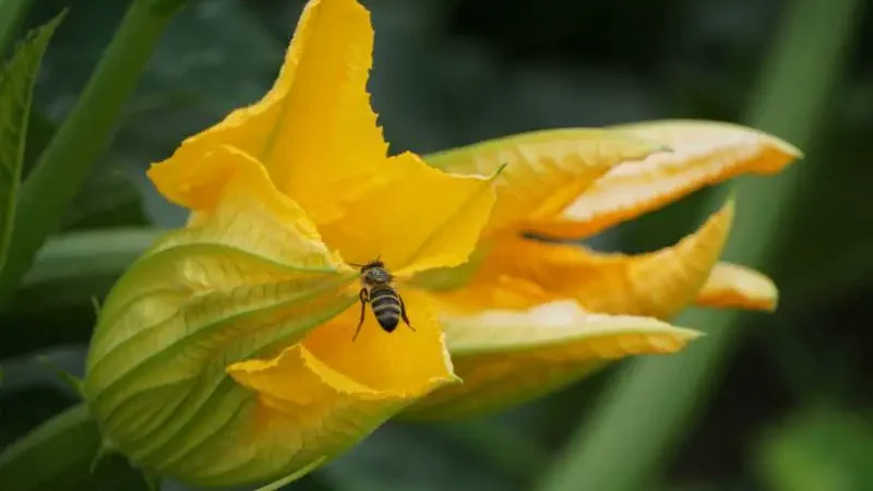 Bee approaching bright yellow male zucchini flower, a common scene when a zucchini has only male flowers.