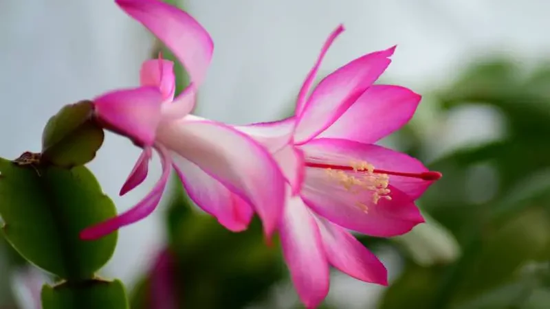 Pink Christmas cactus bloom with visible stamens.