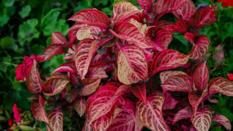 Red-veined leaves of a garden croton displaying vibrant patterns of green, yellow, and red, indicating lush growth.