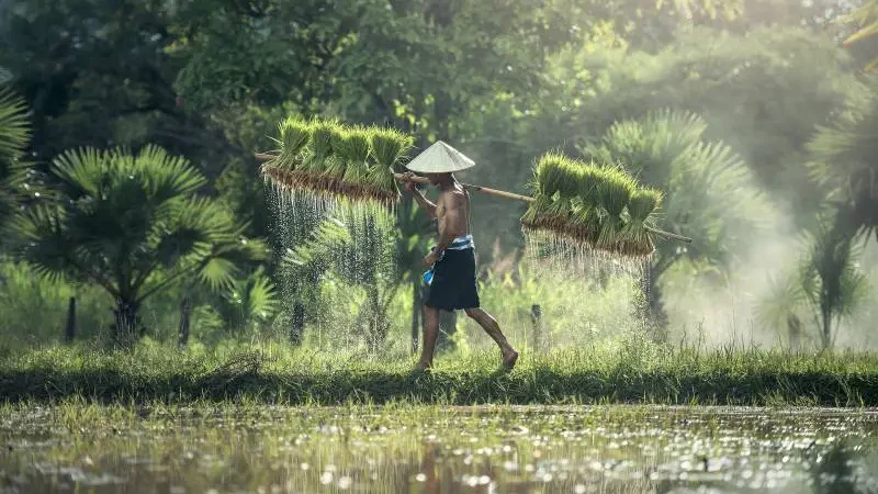 Why is rice grown in water - Gardeners Yards