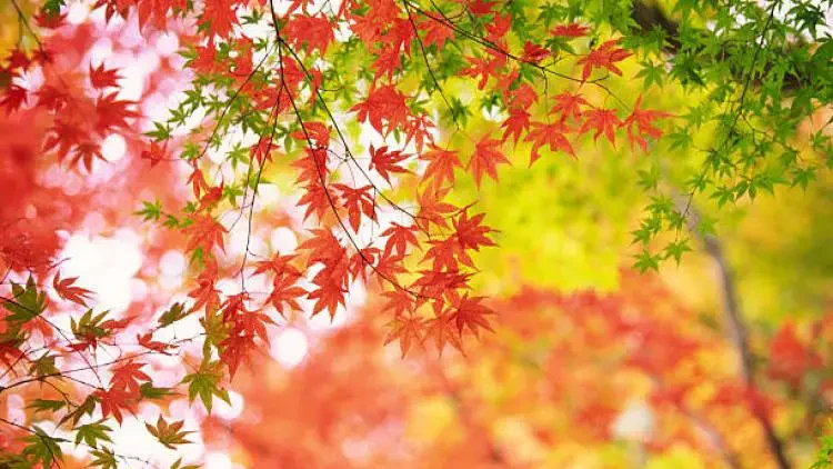 Lush Japanese Maple branches intermingling in autumn hues, showcasing potential leafing out problems.