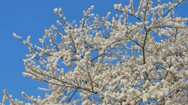 Yoshino Cherry tree has white flowers in the spring - Gardeners Yards