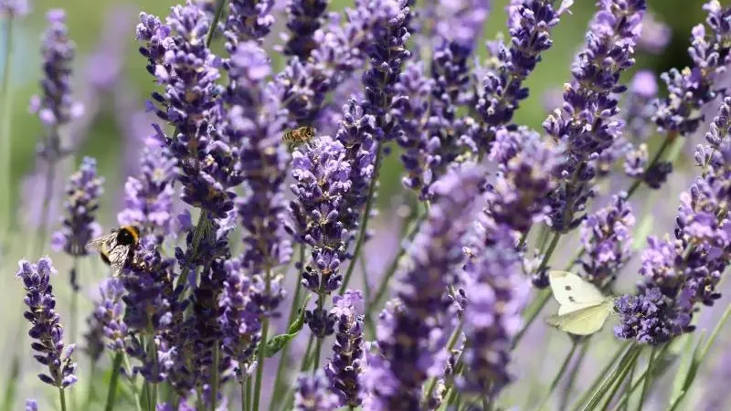 Bees and a butterfly on purple lavender flowers.