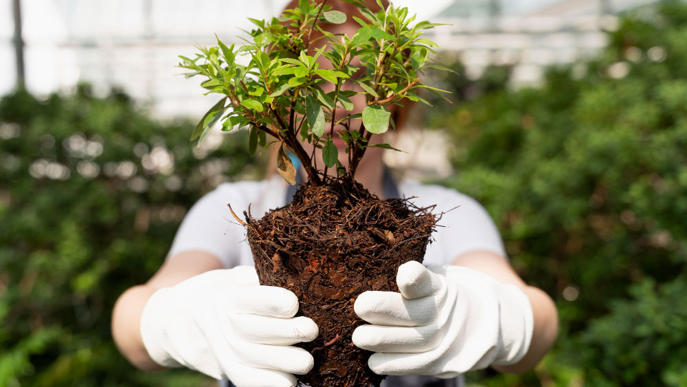 Best 6 Bonsai Tree Fertilizers - Gardeners Yards
