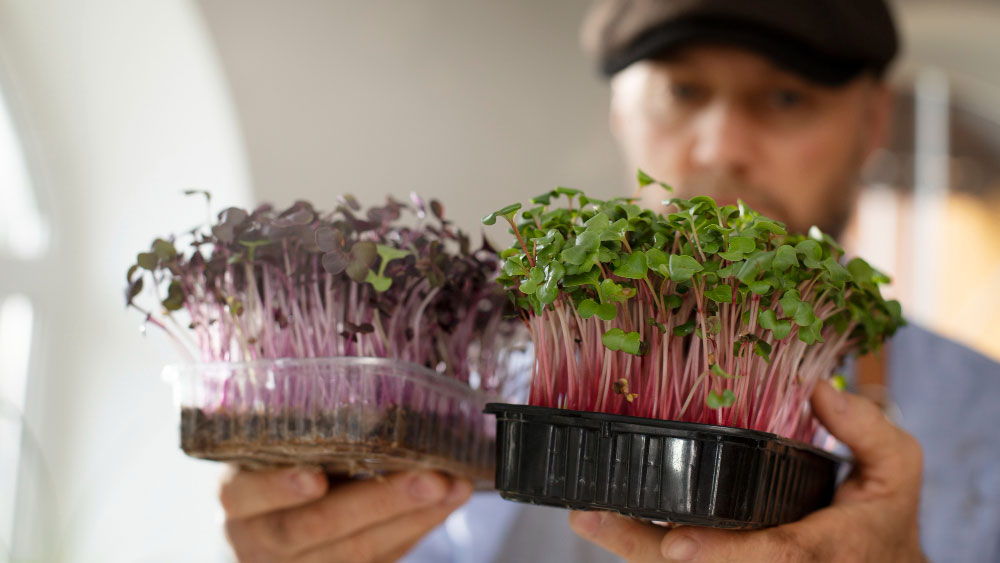 A person holds two trays of vibrant microgreens; one with purple stems and deep purple leaves, and another with red stems and green leaves.