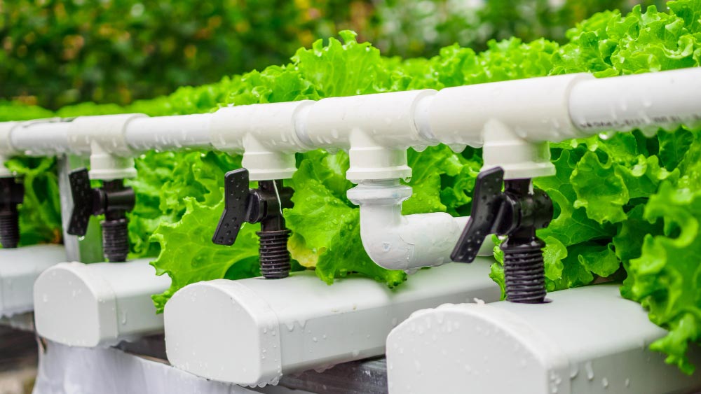 Fresh green lettuce growing in a clean hydroponic farming system, equipped with water nozzles for efficient herb irrigation.