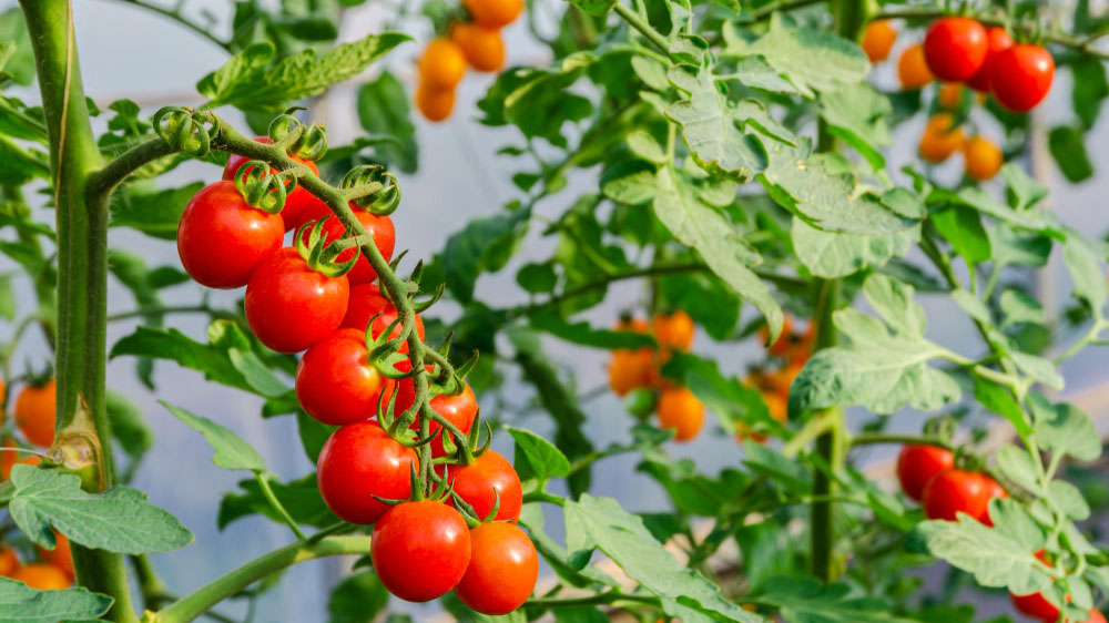 Choose the Right Type Tomatoes for Your Garden - Gardeners Yards
