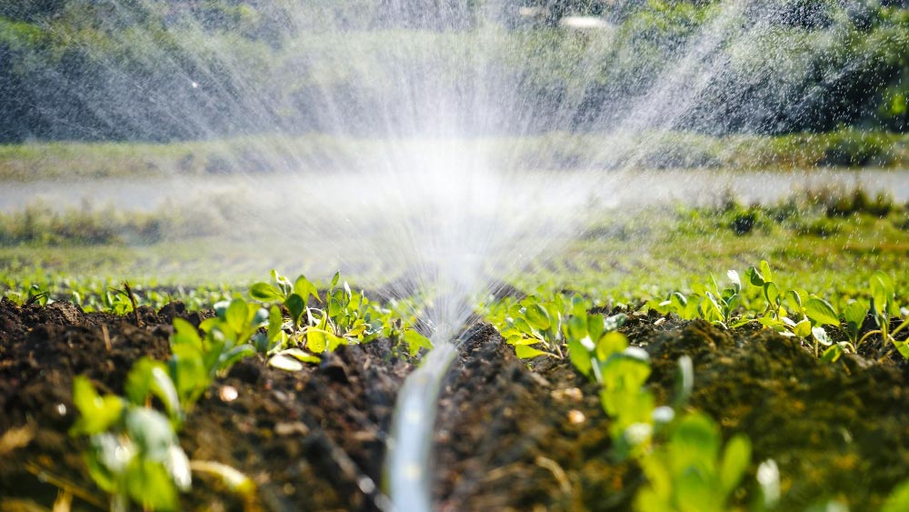 Irrigation spraying water over young green plants in soil, illustrating revival techniques for dead grass areas.