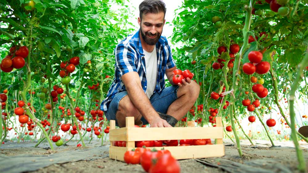 Smiling man harvesting ripe tomatoes in a lush greenhouse, representing the bountiful yield of indeterminate tomato plants.