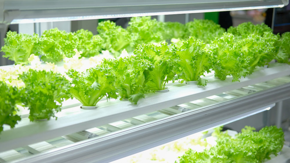 Factors Affecting Hydroponic Lettuce pH - Gardeners Yards