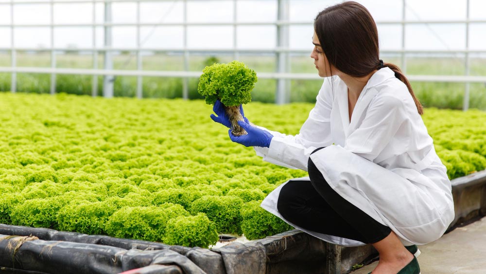 Future of Farming Hydroponics and Aeroponics - Gardeners Yards