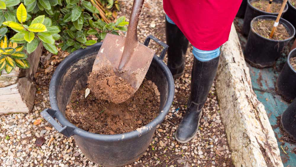 Shovel scooping rich soil into a black pot, mulched garden bed in background, illustrating preparation for weed-free mulch beds.