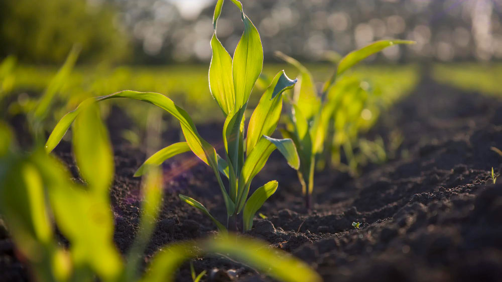 Growing-Corn-in-a-Square-Foot-Garden---Gardeners-Yards