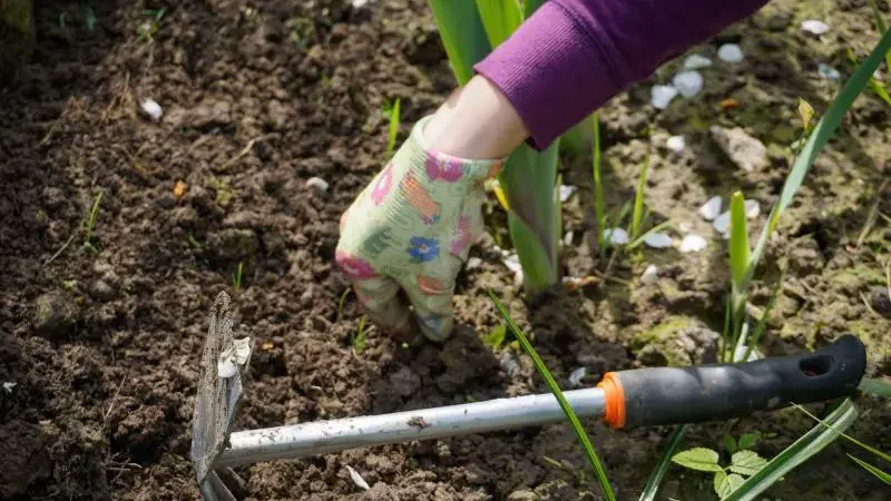 Gardener's gloved hand pulling weeds in soil, with garden trowel and fresh mulch nearby, depicting weed removal in mulch beds.