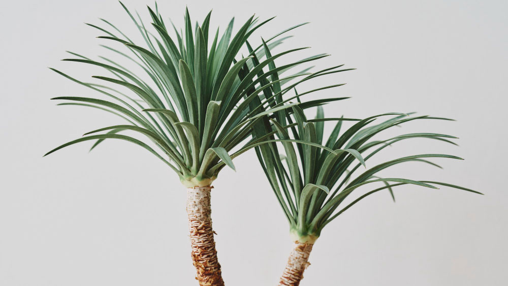 How to Make Ponytail Palm Grow Taller - Gardeners Yards