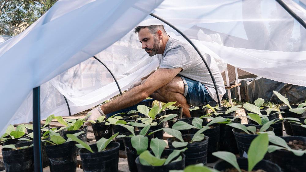 Man tending to young plants in pots inside a grow tent with proper ventilation, ensuring a healthy plant environment.