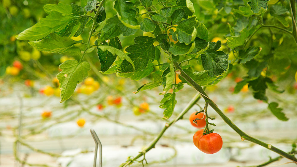 Nutrient Requirements for Hydroponic Tomatoes - Gardeners Yards