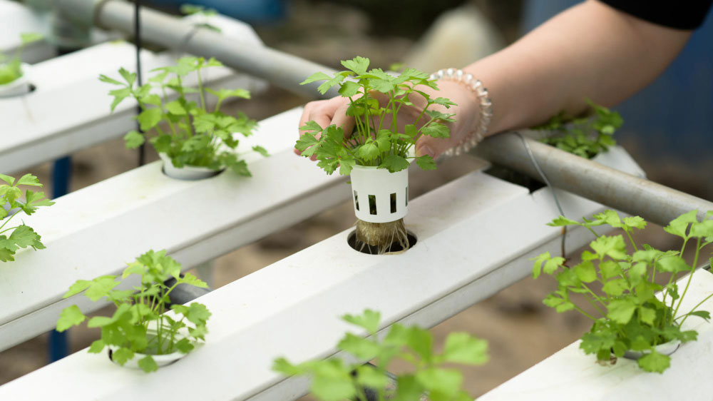 Hand nurturing a young parsley plant in a hydroponic farm setup, showcasing efficient herb cultivation.