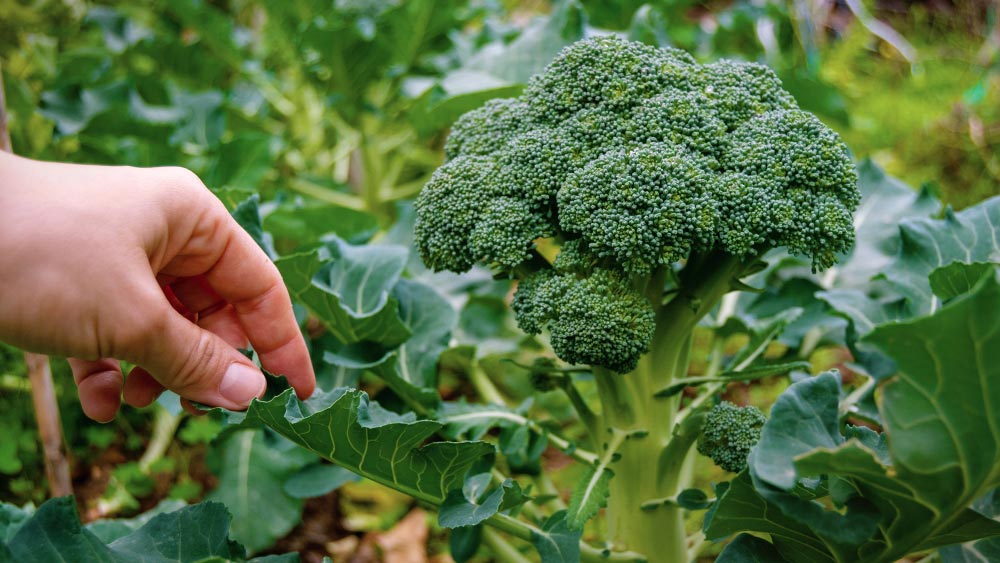 A hand touching the leaf of a broccoli plant in a lush garden, highlighting healthy broccoli growth.
