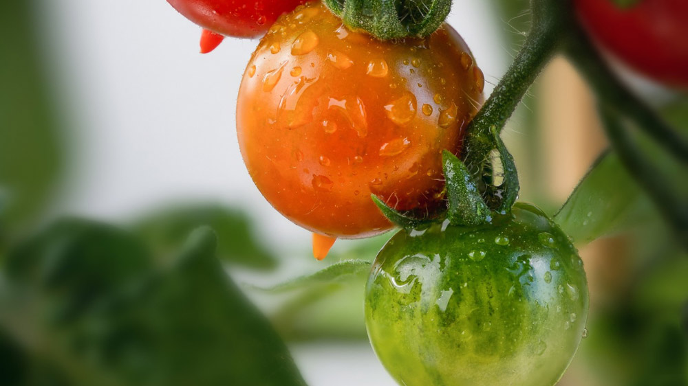 Signs of pH Imbalance in Tomato Plants - Gardeners Yards