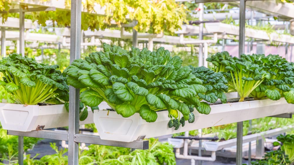 Vibrant green bok choy flourishing in a multi-tiered hydroponic system, highlighting urban farming of herbs.