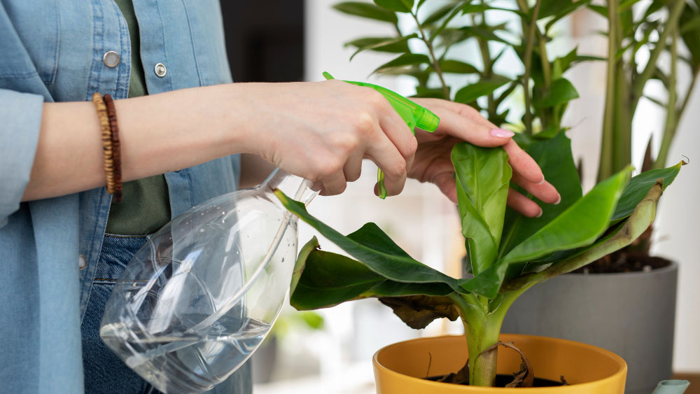 Watering a potted houseplant with a clear plastic bottle.