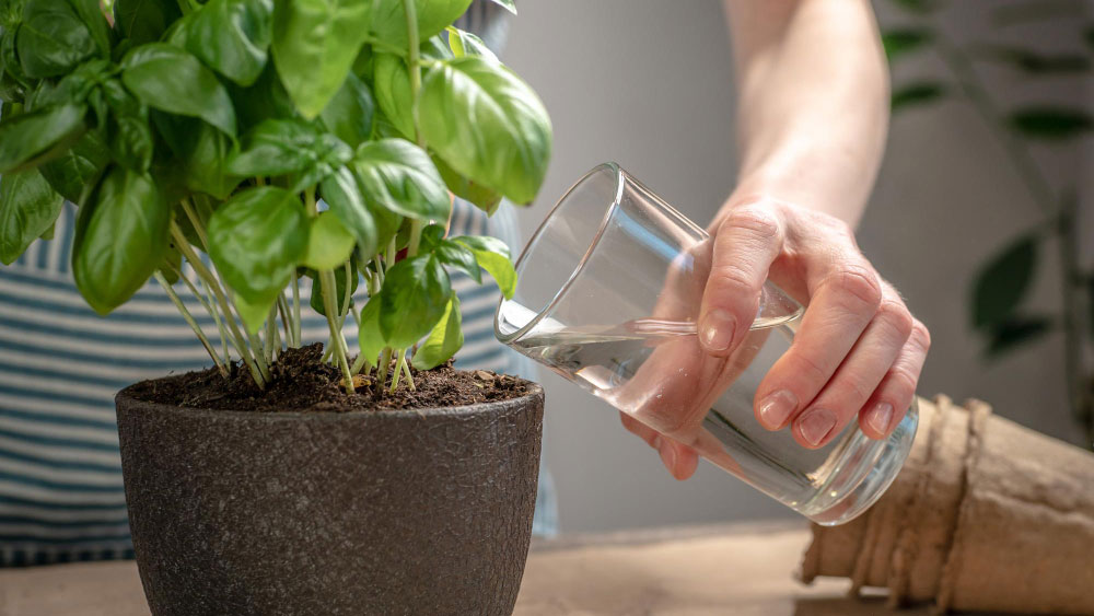 Hand pouring water into potted basil from a glass.