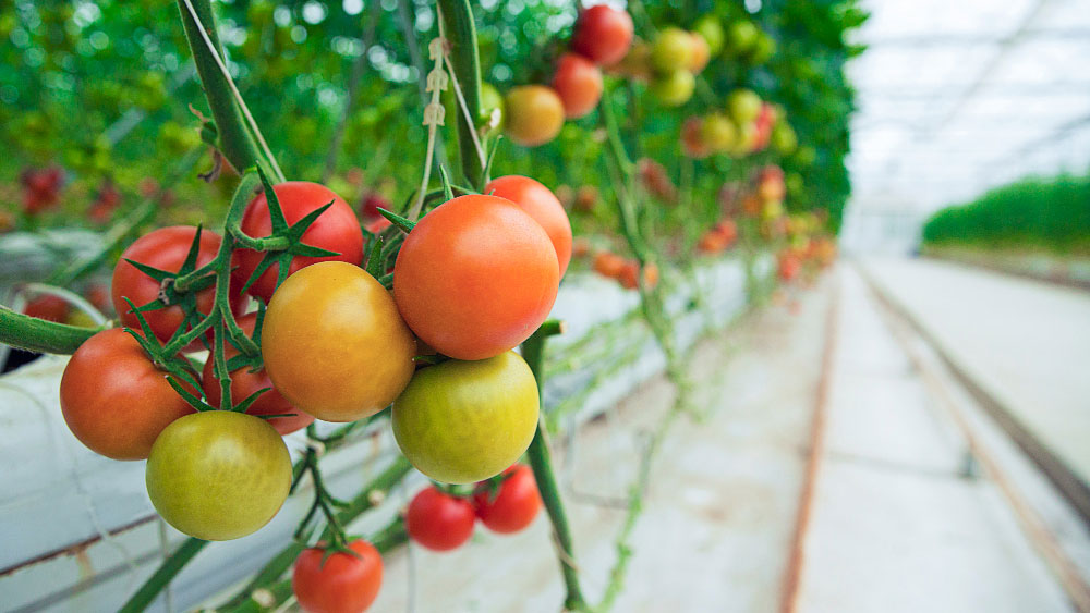 pH Perfection for Hydroponic Tomato Success - Gardeners Yards