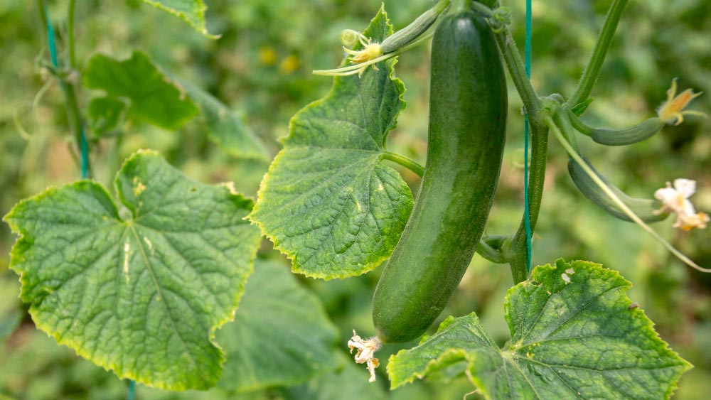 Do Cucumbers Need Pollinators - Gardeners Yards