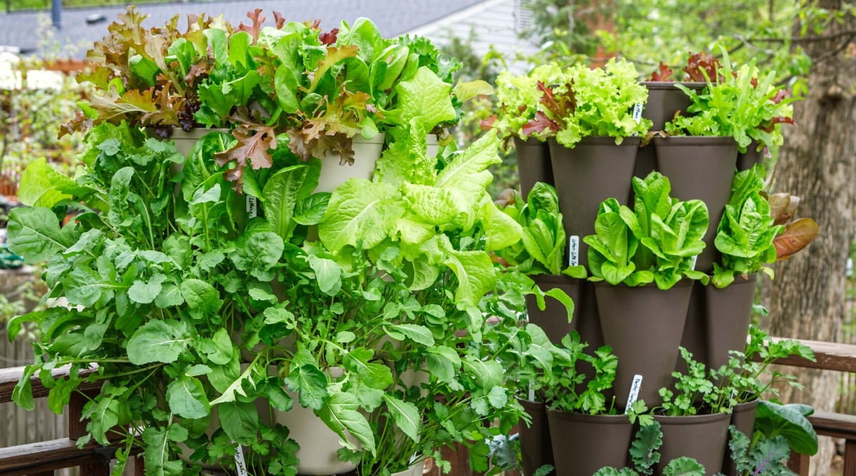 Lush leafy greens and herbs thriving in the multi-tiered Garden Tower 2 vertical planter.