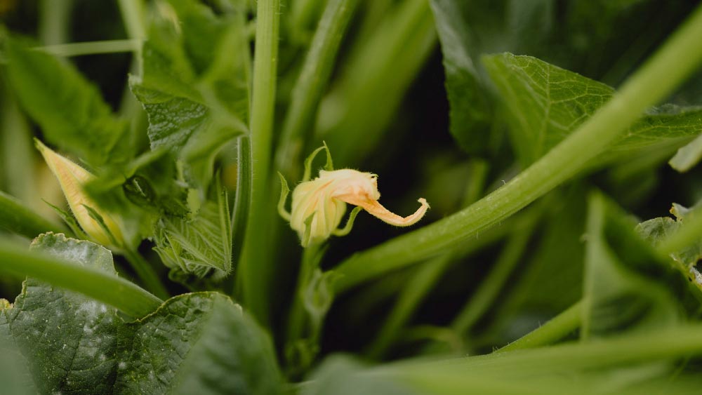 How To Tell If Cucumber Is Pollinated - Gardeners Yards