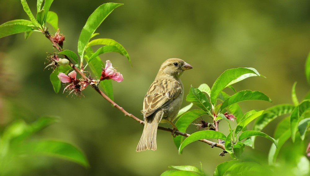 Sparrow on blooming branch with lush green leaves.