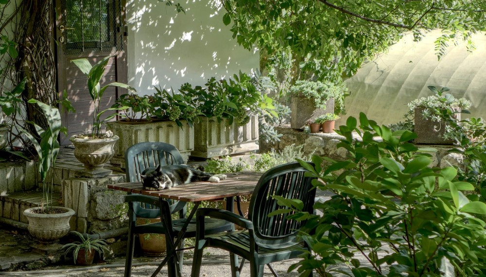 Serene garden patio with potted plants, cat, shady tree.