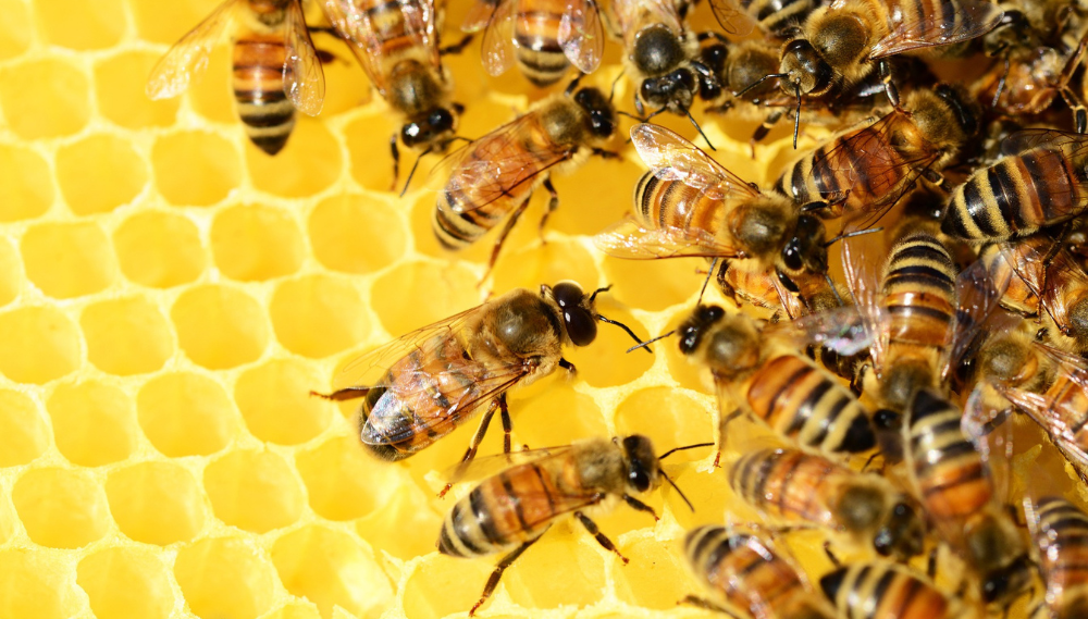 Busy honey bees on honeycomb, intricate colony work close-up.