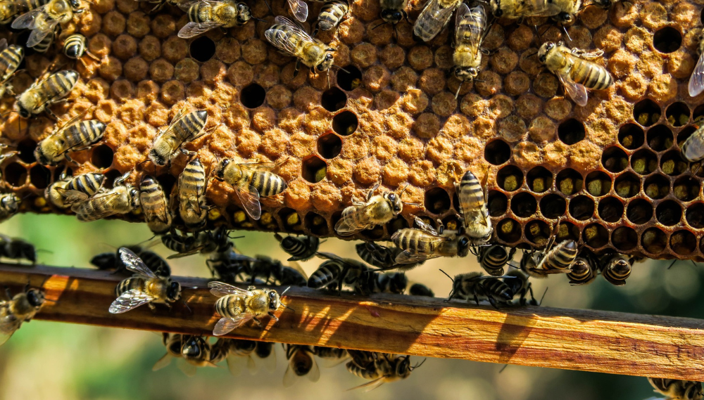 Honey bees on hive frame, capped cells showcase teamwork.
